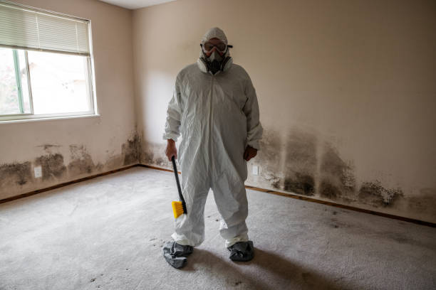 Best Basement Mold Removal  in Hopkinsville, KY